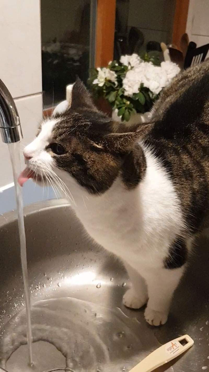 Katze trinkt aus Wasserhahn